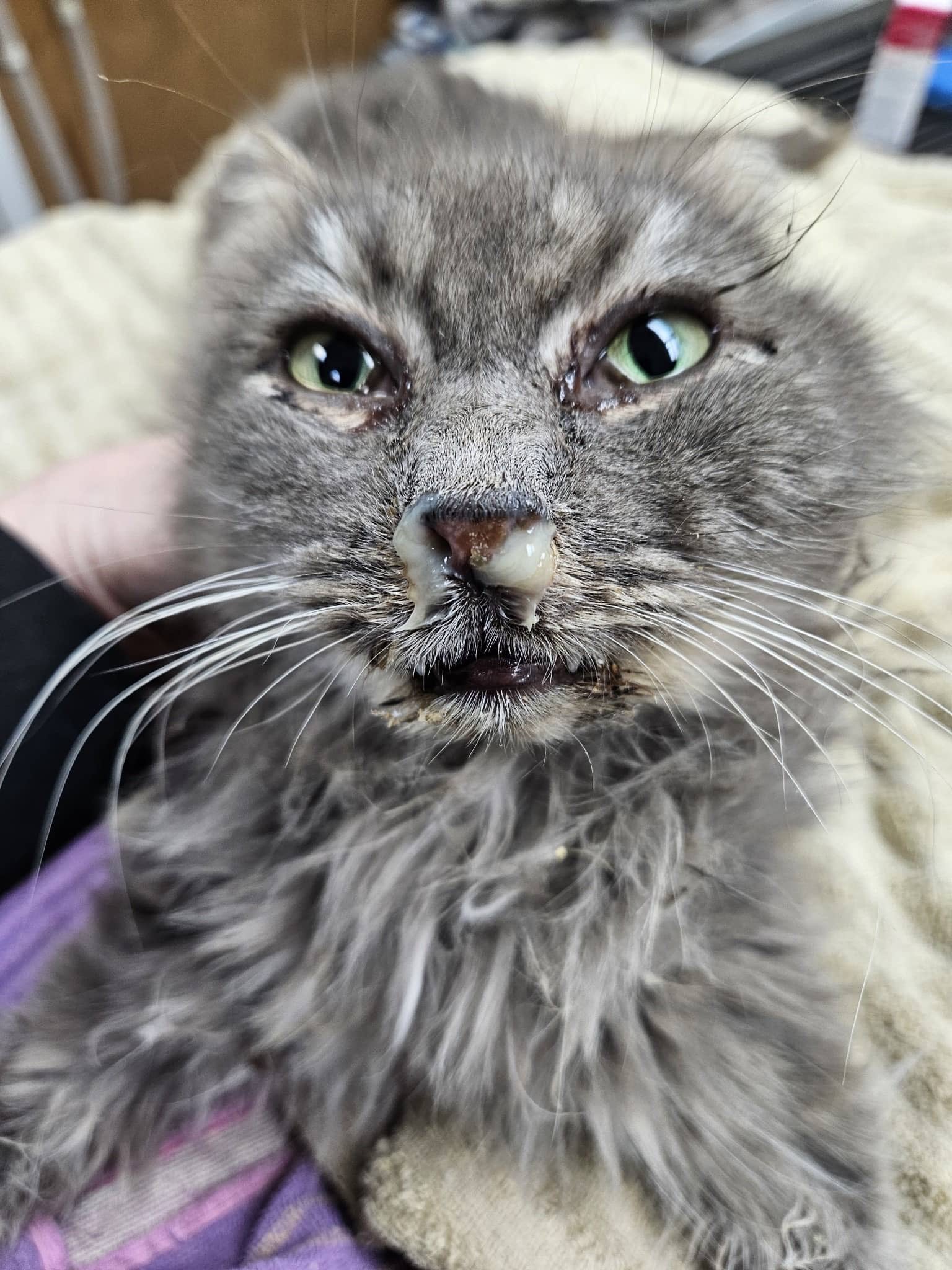 Before: Polly